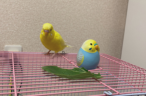 ケージ上のピーコちゃん