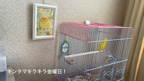 右方向を向くピーコちゃん