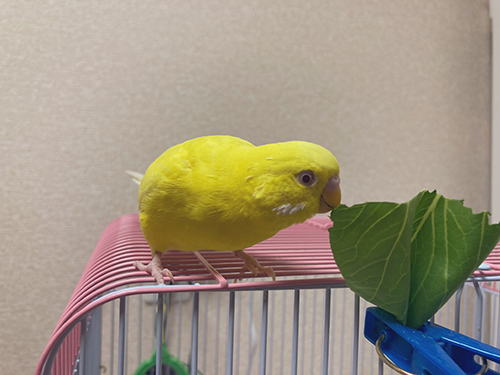 青菜を食べるピーコちゃん