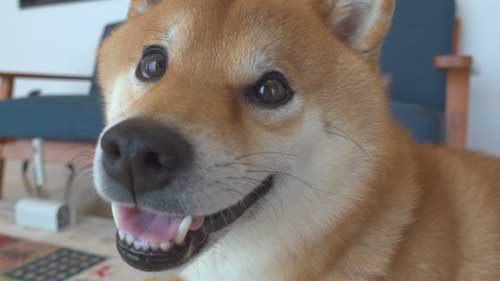 柴犬 子猫 シンクロ ごはん いたずら 息ぴったり 振り返り