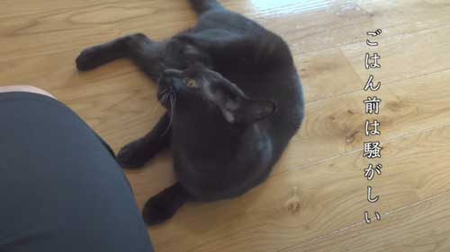 柴犬 子猫 シンクロ ごはん いたずら 息ぴったり 振り返り