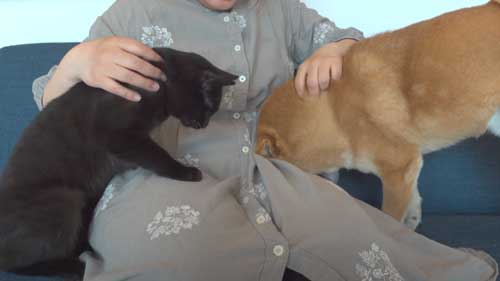 柴犬 子猫 シンクロ ごはん いたずら 息ぴったり 振り返り