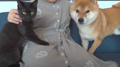 柴犬 子猫 シンクロ ごはん いたずら 息ぴったり 振り返り