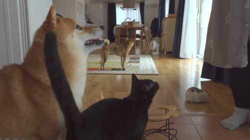 柴犬 子猫 シンクロ ごはん いたずら 息ぴったり 振り返り