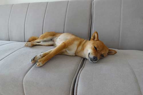 柴犬 子猫 シンクロ ごはん いたずら 息ぴったり 振り返り