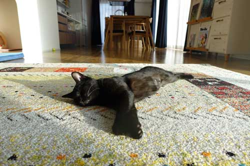 柴犬 子猫 シンクロ ごはん いたずら 息ぴったり 振り返り