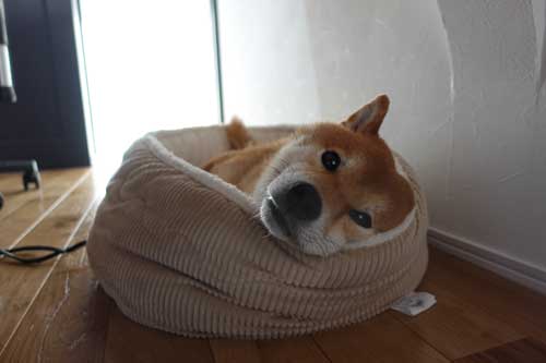 柴犬 子猫 シンクロ ごはん いたずら 息ぴったり 振り返り