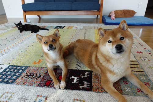 柴犬 子猫 シンクロ ごはん いたずら 息ぴったり 振り返り