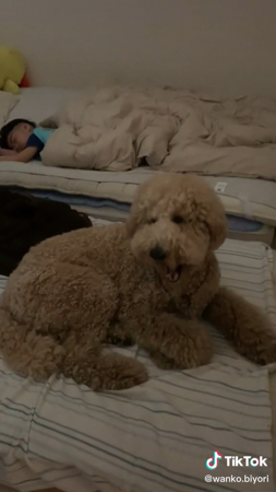 寝ようとするラウル