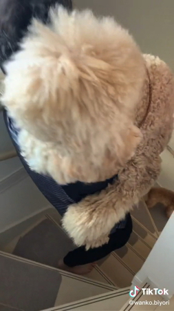 抱っこのまま階段を降りる飼い主