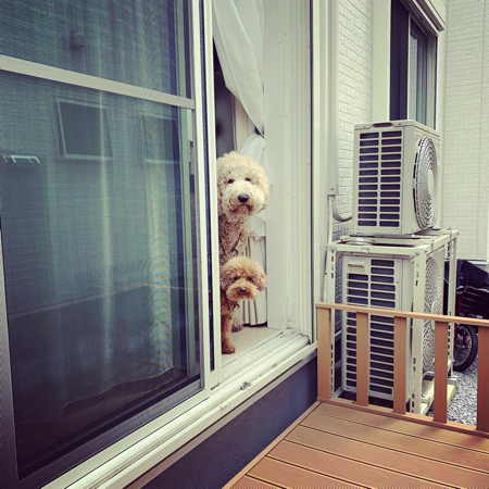 お母さんを見つめる2匹