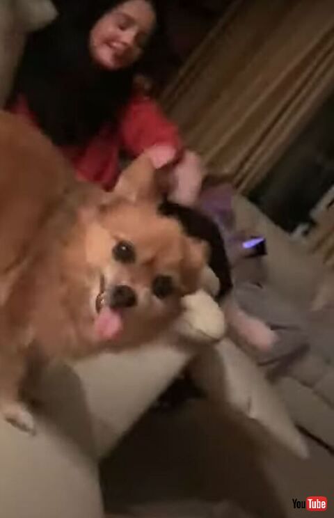 こっちを見る犬