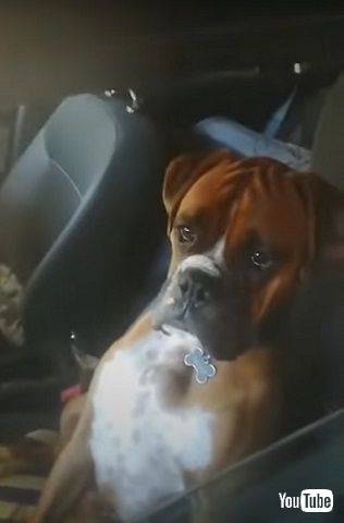 不満げな表情の犬