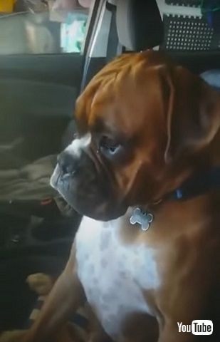 すねた表情の犬