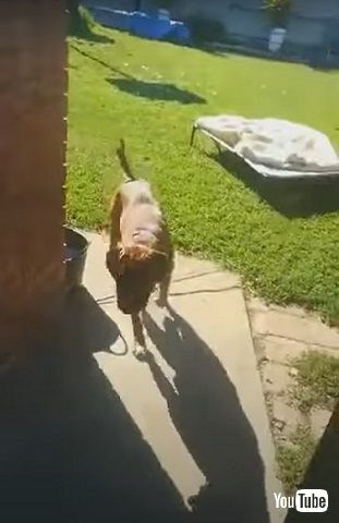 あっさりおりる犬