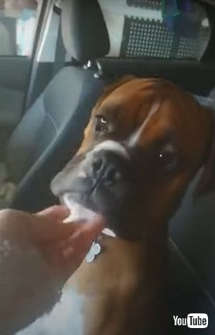 あっさり車からおりる犬