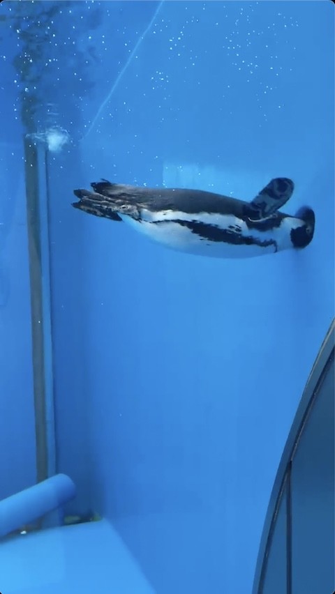 羽を広げるペンギン