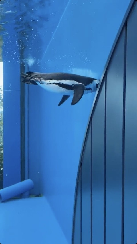 羽をバタバタさせるペンギン