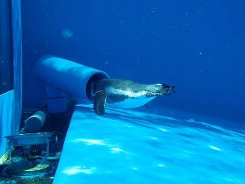 別のペンギンが水流に逆らう様子