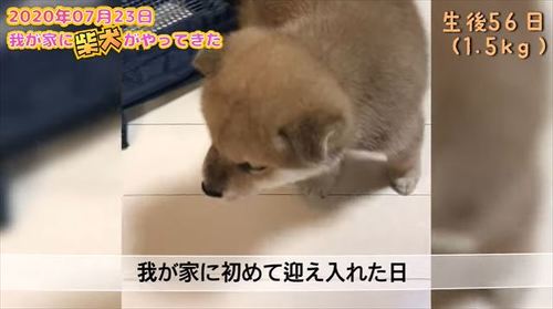 こむぎくん子犬時代