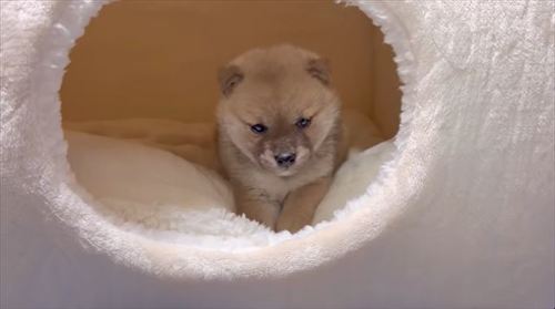 お迎え初日のわらびちゃん