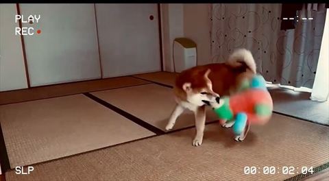 あらぶるこむぎくん