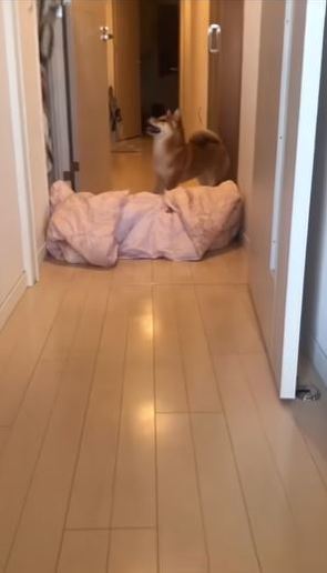 ぼうぜんとするこむぎくん