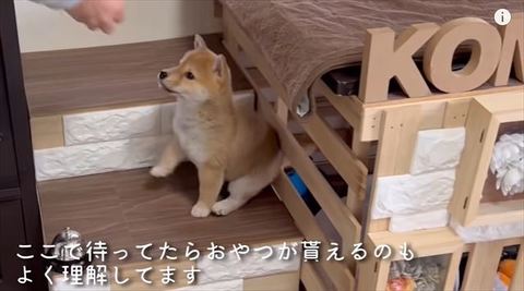 おやつを待つわらびちゃん