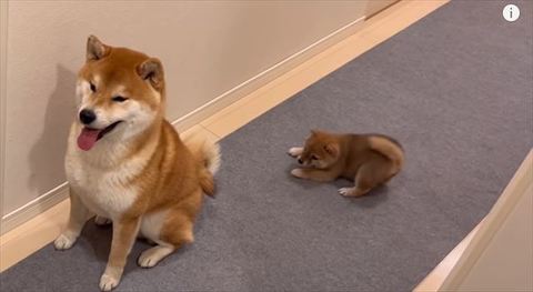 こむぎくんの背中を狙うわらびちゃん