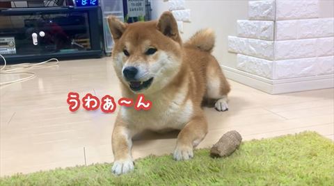 しゃべるこむぎくん