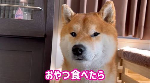 約束をするこむぎくん