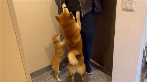 お出迎えする2匹