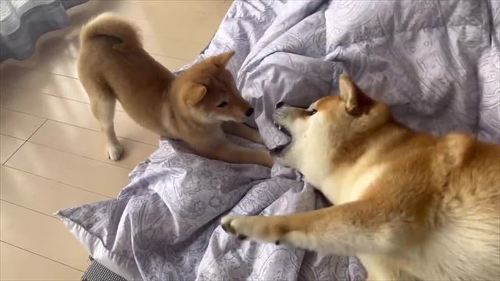 こむぎくんとわらびちゃん