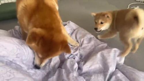 こむぎくんとわらびちゃん