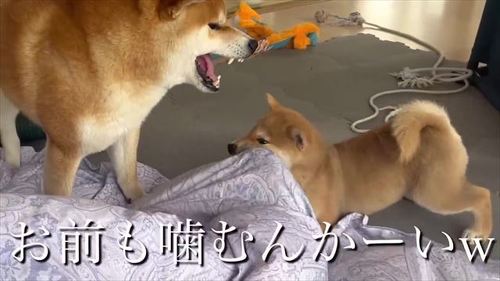 足をかむわらびちゃん