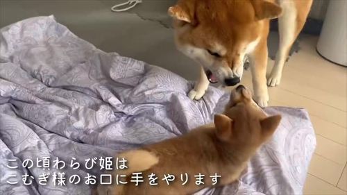 こむぎくん怒る