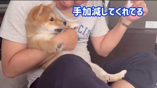 パパとわらびちゃん