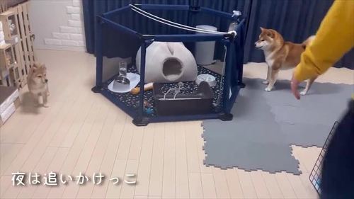 追いかけっこする2匹