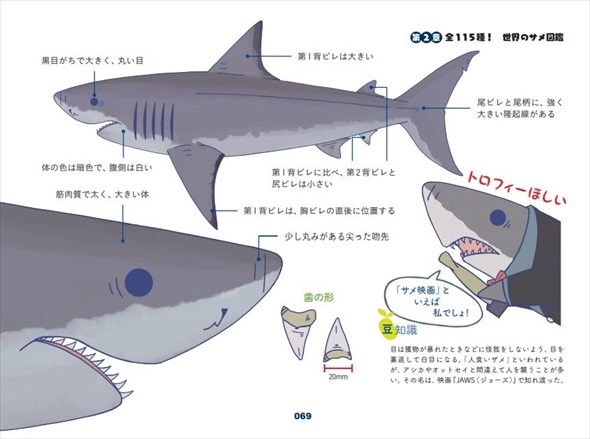 世界のサメ大全