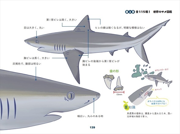 ガラパゴスサメのイラスト図解