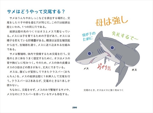 サメはどうやって交尾する？