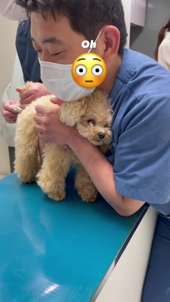 ビックリするワンコの表情