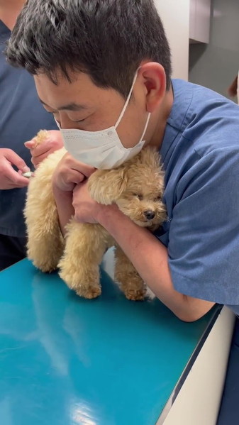 頑張って耐えるワンコの表情