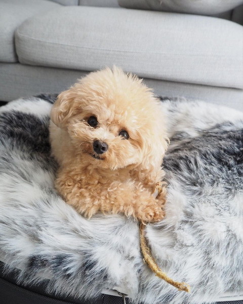 ラグによこたわるくるみちゃん