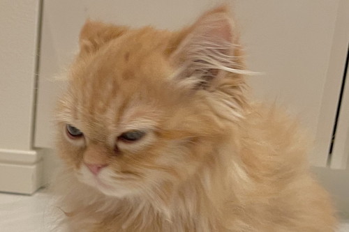 洗濯機の下に入りたいうなちゃん