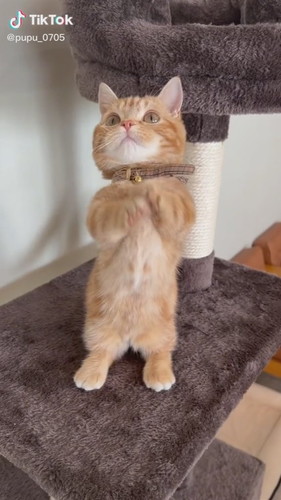 ちょうだいぷぷくん