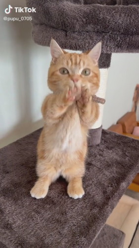 ちょうだいぷぷくん