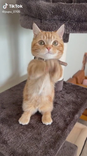 ちょうだいぷぷくん