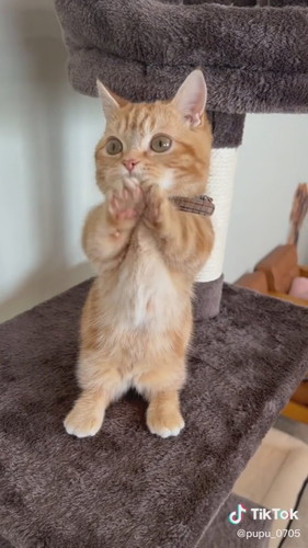 ちょうだいぷぷくん