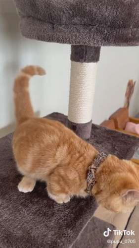 ちょうだいぷぷくん